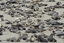 Northern Fur Seal (Callorhinus ursinus) sub-adult and non-territorial bulls resting on haul out beach in summer, St Paul Island, Pribilof Islands, Alaska