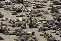 Northern Fur Seal (Callorhinus ursinus) non-territorial bulls and sub-adult males congregate on haul out beach, St Paul Island, Pribilof Islands, Alaska