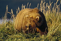 Grizzly Bear (Ursus arctos horribilis) big male by river after gorging on fish, autumn, Katmai National Park, Alaska