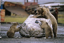 Grizzly Bear (Ursus arctos horribilis) sow and two cubs feeding at garbage dump, Deadhorse, North Slope, Alaska