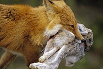 Red Fox (Vulpes vulpes) carrying Snowshoe Hare (Lepus americanus) to den, summer, Denali National Park and Preserve, Alaska