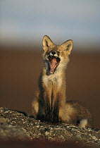 Red Fox (Vulpes vulpes) kit yawning on ridge near den, North Slope, Alaska