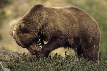 Grizzly Bear (Ursus arctos horribilis) two year old cub devours soapberries in dry stream bed, Denali National Park and Preserve, Alaska