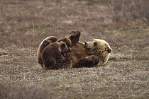 Grizzly Bear (Ursus arctos horribilis) sow lying on her back nursing her two spring cubs, Denali National Park and Preserve, Alaska