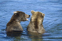 Grizzly Bear (Ursus arctos horribilis) pair of young males fighting, Katmai National Park, Alaska