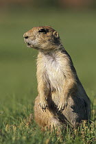 Black-tailed Prairie Dog (Cynomys ludovicianus) watchful, near burrow, summer, Devil's Tower National Park, Wyoming
