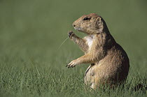 Black-tailed Prairie Dog (Cynomys ludovicianus) eating grass in summer, Devil's Tower National Park, Wyoming