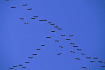 Sandhill Crane (Grus canadensis) flocks congregating before flying south in autumn, Denali National Park and Preserve, Alaska