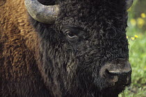 Wood Bison (Bison bison athabascae) bull, close up of head, eye and horn, Alaska