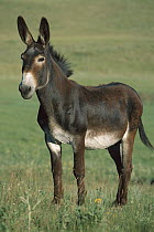 Mule (Equus caballus x asinus) jack, Saskatchewan, Canada