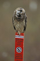 Short-eared Owl (Asio flammeus) cocking its head curiously while perching on fiber optic cable warning sign, North Slope, Alaska