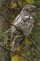 Great Gray Owl (Strix nebulosa) in boreal forest, autumn, northern British Columbia, Canada