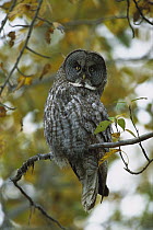 Great Gray Owl (Strix nebulosa) perched in tree in boreal forest, autumn, northern British Columbia, Canada