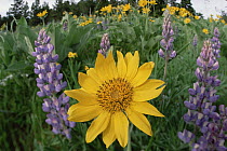 Common Sunflower (Helianthus annuus) flowers and Large-leaved Lupine (Lupinus polyphyllus) in summer, Pryor Mountain, Montana