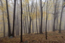 Deciduous trees in forest, autumn, Bear Mountain State Park, New York