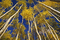 Quaking Aspen (Populus tremuloides) trees in fall color, view looking up from forest floor, Yukon, Canada