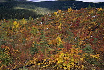 New vegetation among burned stumps in old logged coniferous forest, British Columbia, Canada