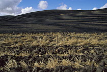 Ploughed wheat fields after harvest in autumn, Palouse Hills, Washington