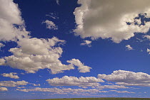Cumulus clouds above the open range, Pryor Mountain, Montana
