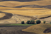 Wheat (Triticum sp) fields ploughed and burned after harvest, Palouse Hills, Washington