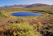 Kettle pond on autumn tundra, Richardson Mountain, Yukon, Canada