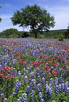 Sand Bluebonnet (Lupinus subcarnosus) and Paintbrush (Castilleja sp) flowers in spring meadow, Hill Country, Texas