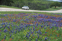 Sand Bluebonnet (Lupinus subcarnosus) and Paintbrush (Castilleja sp) flowers in spring meadow, Hill Country, Texas