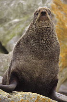 Northern Fur Seal (Callorhinus ursinus) adult non-territorial male on coastal rocks, St Paul Island, Pribilof Islands, Alaska