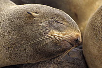 Northern Fur Seal (Callorhinus ursinus) female sleeping in rookery, summer season, St Paul Island, Pribilof Islands, Alaska