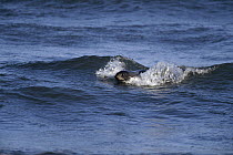 Northern Fur Seal (Callorhinus ursinus) young male body-surfing in shallow water near bachelor haul-out beach, summer, St Paul Island, Pribilof Islands, Alaska