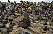 Northern Fur Seal (Callorhinus ursinus) harem group in large rookery, St Paul Island, Pribilof Islands, Alaska