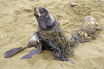 Northern Fur Seal (Callorhinus ursinus) entangled sub-adult male on beach, he was disentangled and freed, St Paul Island, Pribilof Islands, Alaska