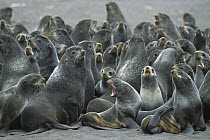 Northern Fur Seal (Callorhinus ursinus) immature and mature males herded on beach to look for entangled animals, St Paul Island, Pribilof Islands, Alaska