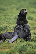 Northern Fur Seal (Callorhinus ursinus) young bull entangled in net has swollen neck and cuts, Bering Sea, Saint George Island, Pribilof Islands, Alaska