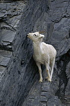 Dall's Sheep (Ovis dalli) ewe licking minerals from rock, Brooks Range, Alaska