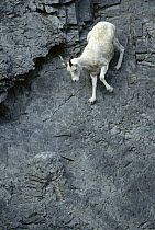 Dall's Sheep (Ovis dalli) spring lamb climbs down steep rock face, Brooks Range, North Slope, Alaska