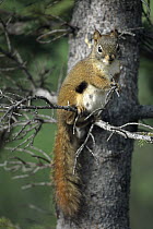 Red Squirrel (Tamiasciurus hudsonicus) sitting on spruce branch, summer, Denali National Park and Preserve, Alaska