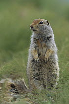 Arctic Ground Squirrel (Spermophilus parryii) on alert, Denali National Park and Preserve, Alaska