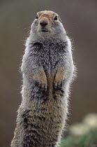 Arctic Ground Squirrel (Spermophilus parryii) alert adult, summer, Denali National Park and Preserve, Alaska