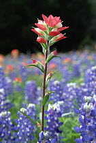 Indian Paintbrush (Castilleja attenuata) in bloom, close-up, Hill Country, Texas