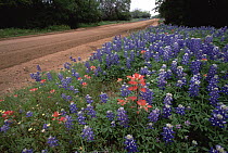 Indian Paintbrush (Castilleja attenuata) and Texas Bluebonnets (Lupinus texensis) next to dirt road, Hill Country, Texas