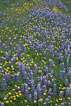 Texas Bluebonnet (Lupinus texensis) flowers and Desert Sunflowers (Geraea canescens), Hill Country, Texas