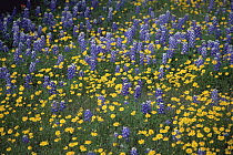 Texas Bluebonnet (Lupinus texensis) flowers and Desert Sunflowers (Geraea canescens), Hill Country, Texas