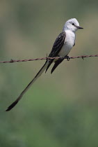 Scissor-tailed Flycatcher (Tyrannus forficatus) juvenile perched on fence wire, southern Texas
