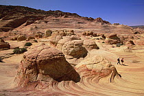 Colorful sandstone patterns of petrified sand dunes and ridges created by erosion, near Paria River, Vermilion Cliffs National Monument, Colorado Plateau, Utah