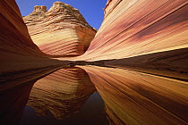 Colorful sandstone patterns of lines, ridges and ripples, carved by erosion, are reflected in rainwater pool, Vermilion Cliffs National Monument, Colorado Plateau, Utah