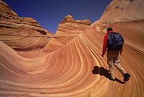 Lone hiker walking on colorful sandstone strong pattern of wavy lines in petrified sand dunes are exposed by erosion, Vermilion Cliffs National Monument, Colorado Plateau, Utah