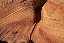 Lone hiker walking along the base of a sandstone butte strong pattern of wavy lines in petrified sand dunes are exposed by erosion, Vermilion Cliffs National Monument, Colorado Plateau, Utah