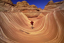 Lone hiker walking along the base of a sandstone butte strong pattern of wavy lines in petrified sand dunes are exposed by erosion, Vermilion Cliffs National Monument, Colorado Plateau, Utah