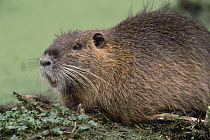 Nutria (Myocastor coypus) emerging from swamp, Lake Martin, Louisiana, native to South America and introduced to Europe, Asia and North America, considered an invasive pest in wetland areas